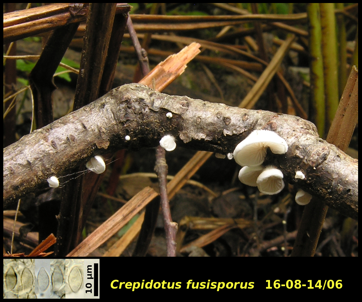 Picture of Crepidotus fusisporus 16-08-14/06
